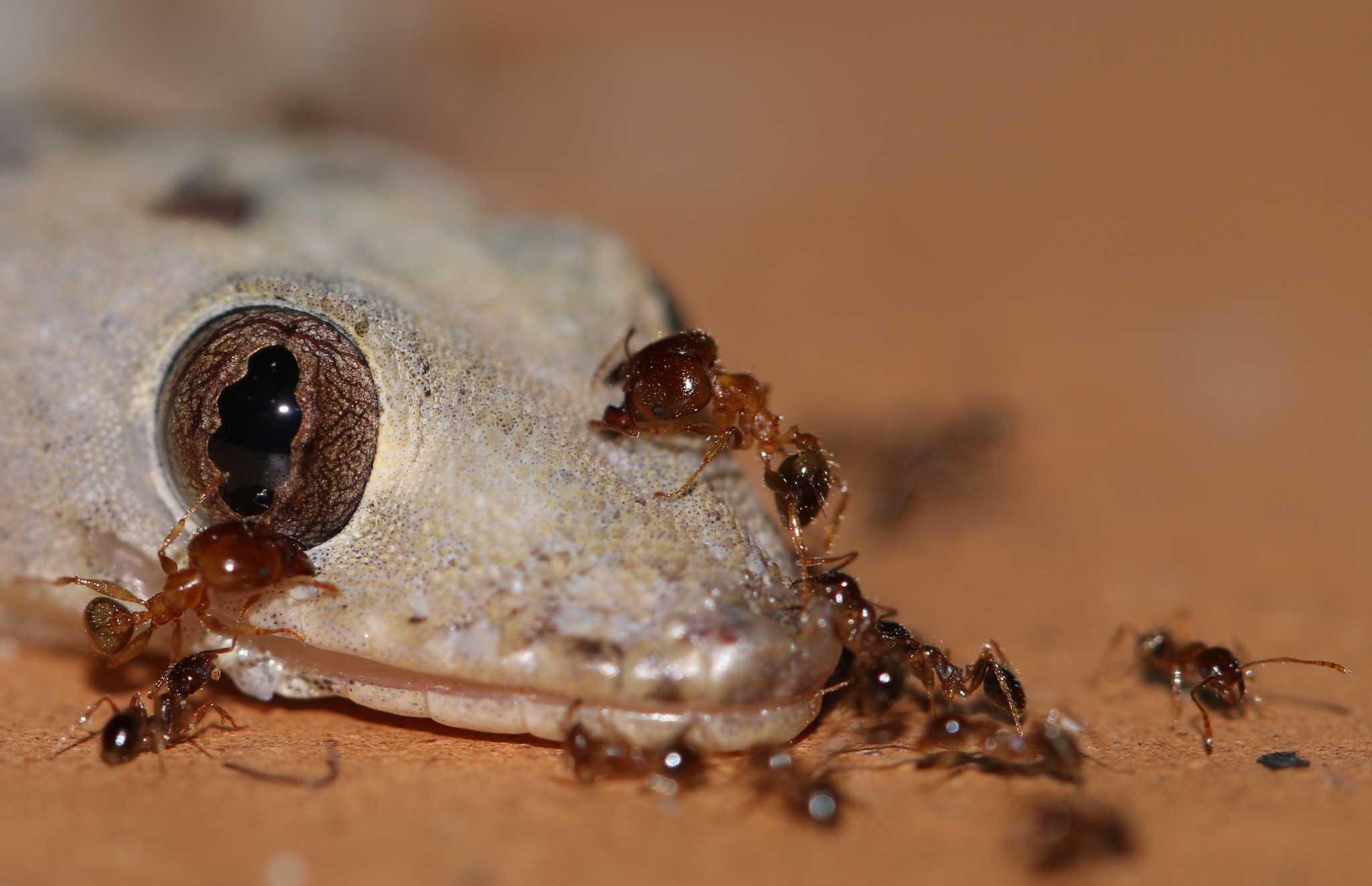 Serial - Learn about the 5 common types of ants in Sydney that cause ...
