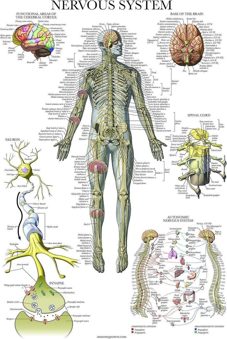 Ceres Science - The Nervous System by anatomyposters. | Facebook