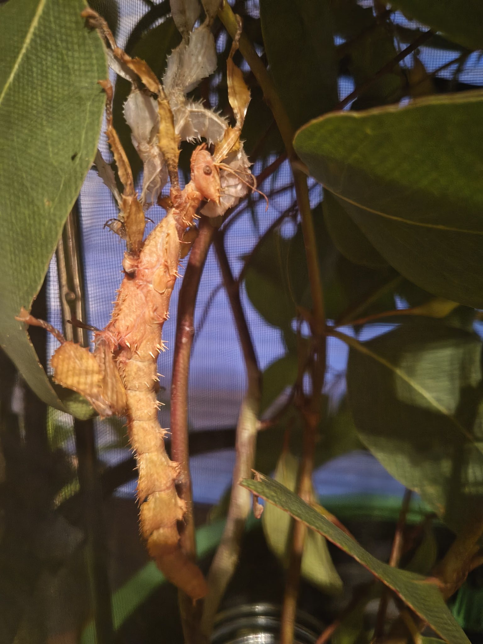 Incredible Insects - spiny leaf insects Canberra | Canberra ACT