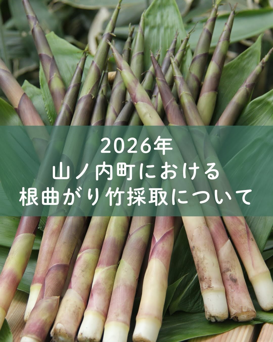 2026年 山ノ内町における根曲がり竹採取について⚠️】 ⁡ 今年も根