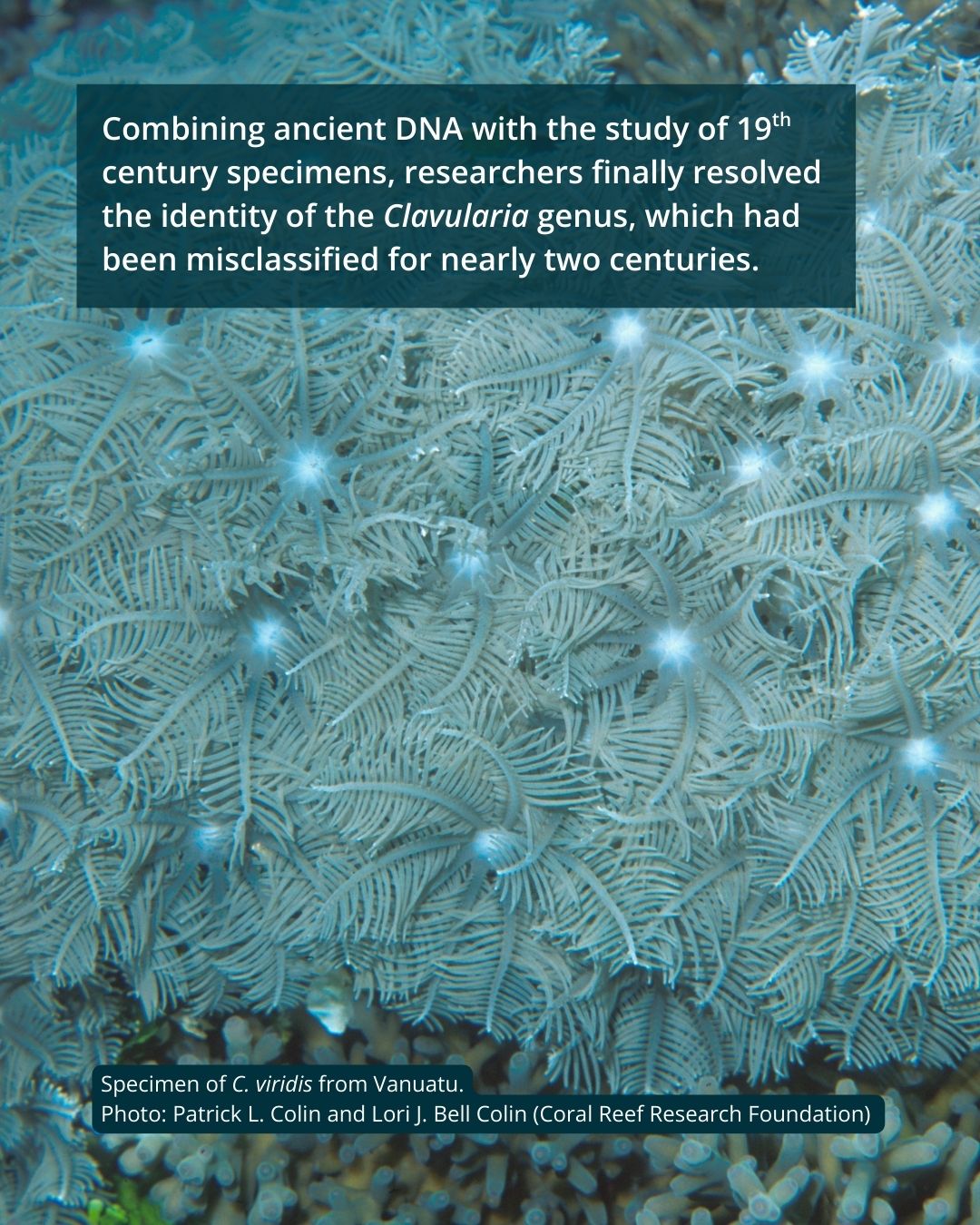 CSIRO - Amegilla (Zonamegilla) murrayensis Photo by Jean and Fred Hort ...