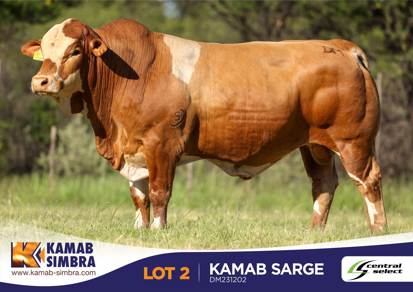 Kamab Simbra - 𝗢𝗡 𝗢𝗙𝗙𝗘𝗥 from Kamab Simbra at the Central... | Facebook