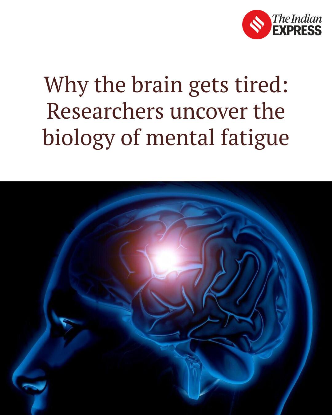 Indian Express - Why the brain gets tired: Researchers... | Facebook