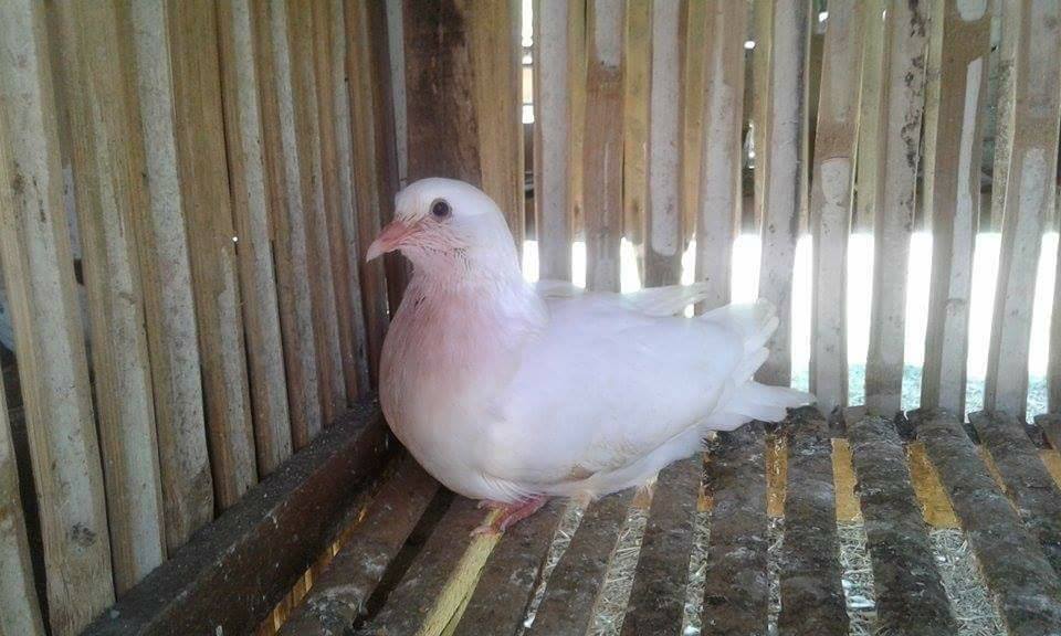 American Giant Runt Pigeon - James Franco Coop & Loft