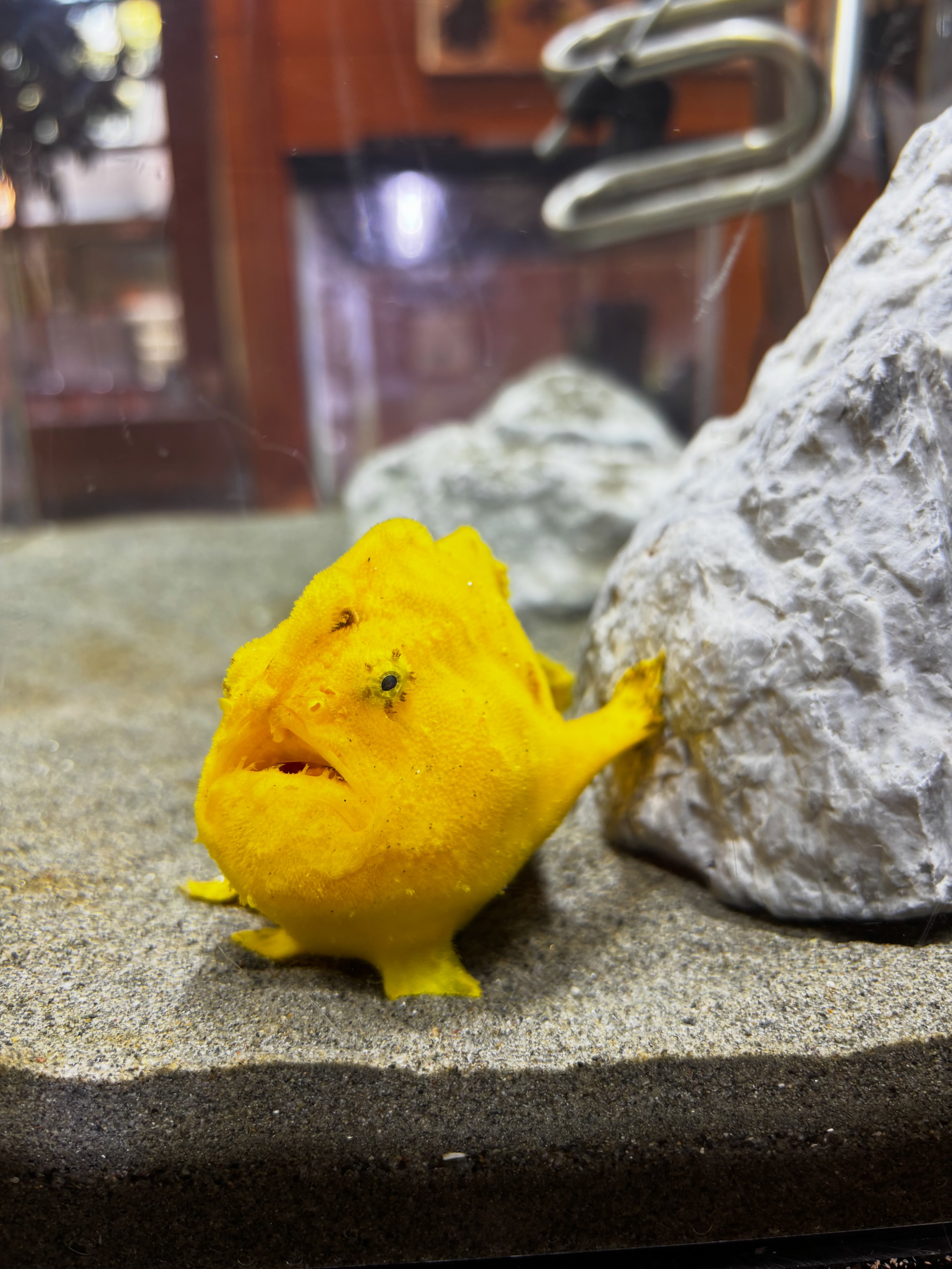 ゴキ展見どころ②世界のゴキブリ標本展示／ 標本展示がパワーアップ