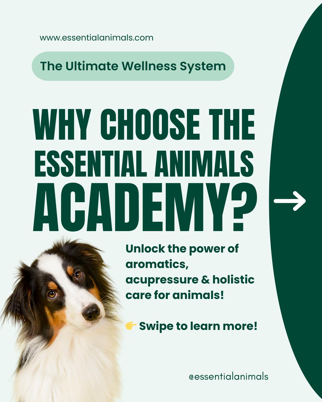 Why Choose The Essential Animals... - Essential Animals | Facebook