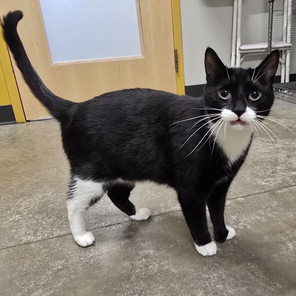 Reclaimed by owner! We need some help again - the stray cat we're