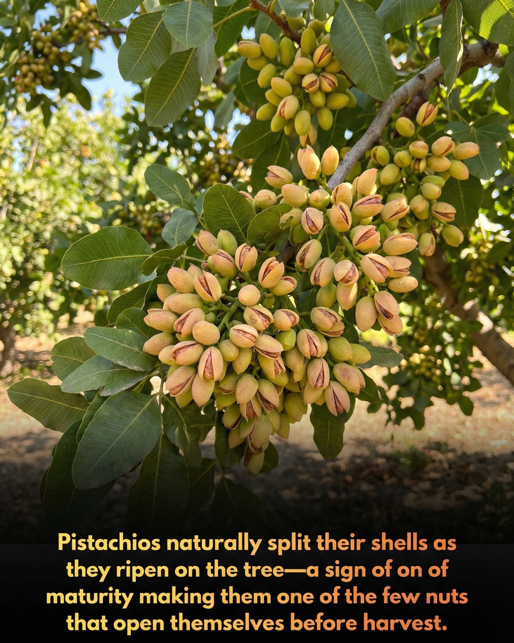 Unlike most nuts, pistachios signal... - Hashem Al-Ghaili | Facebook