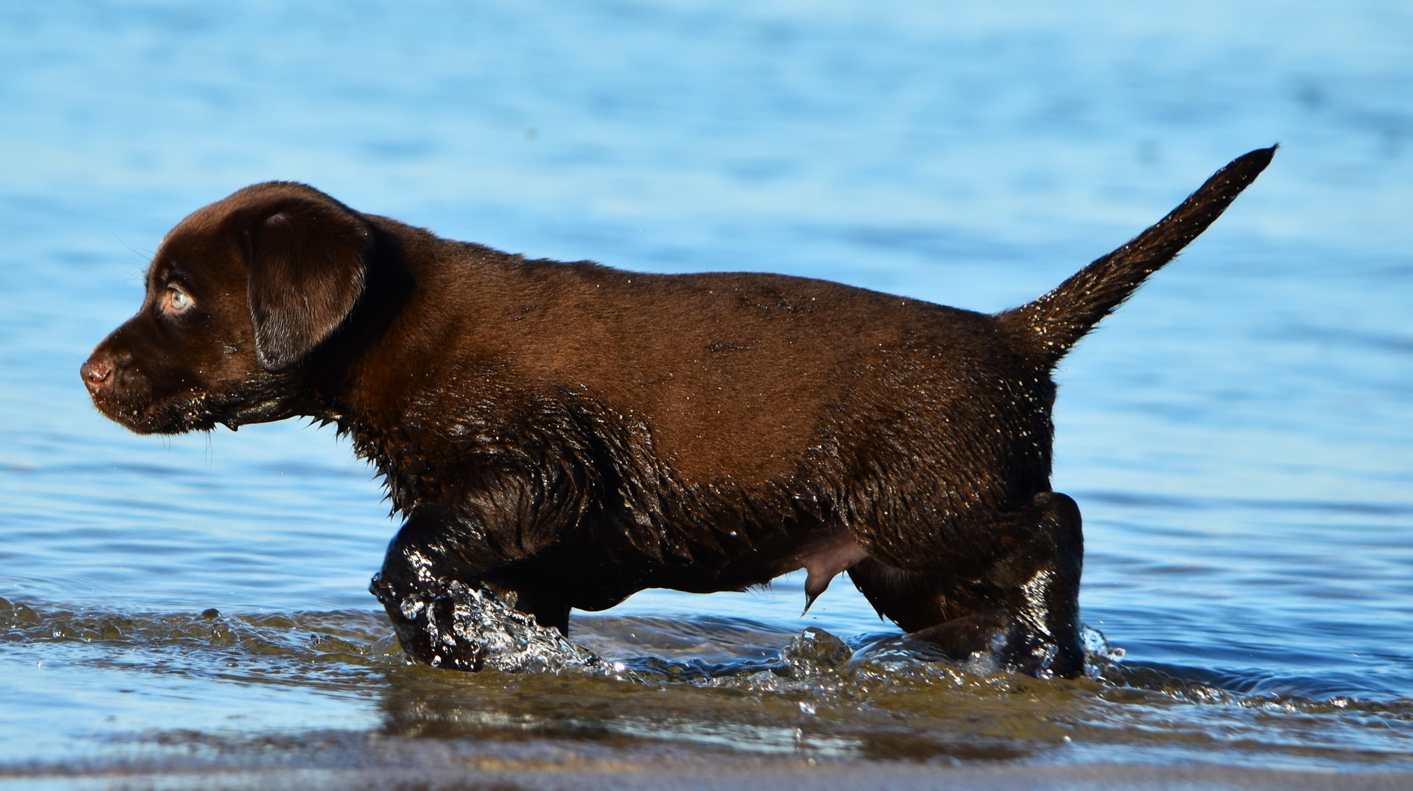 Blue Ridge Lane... - Blue Ridge Lane Labrador Retrievers