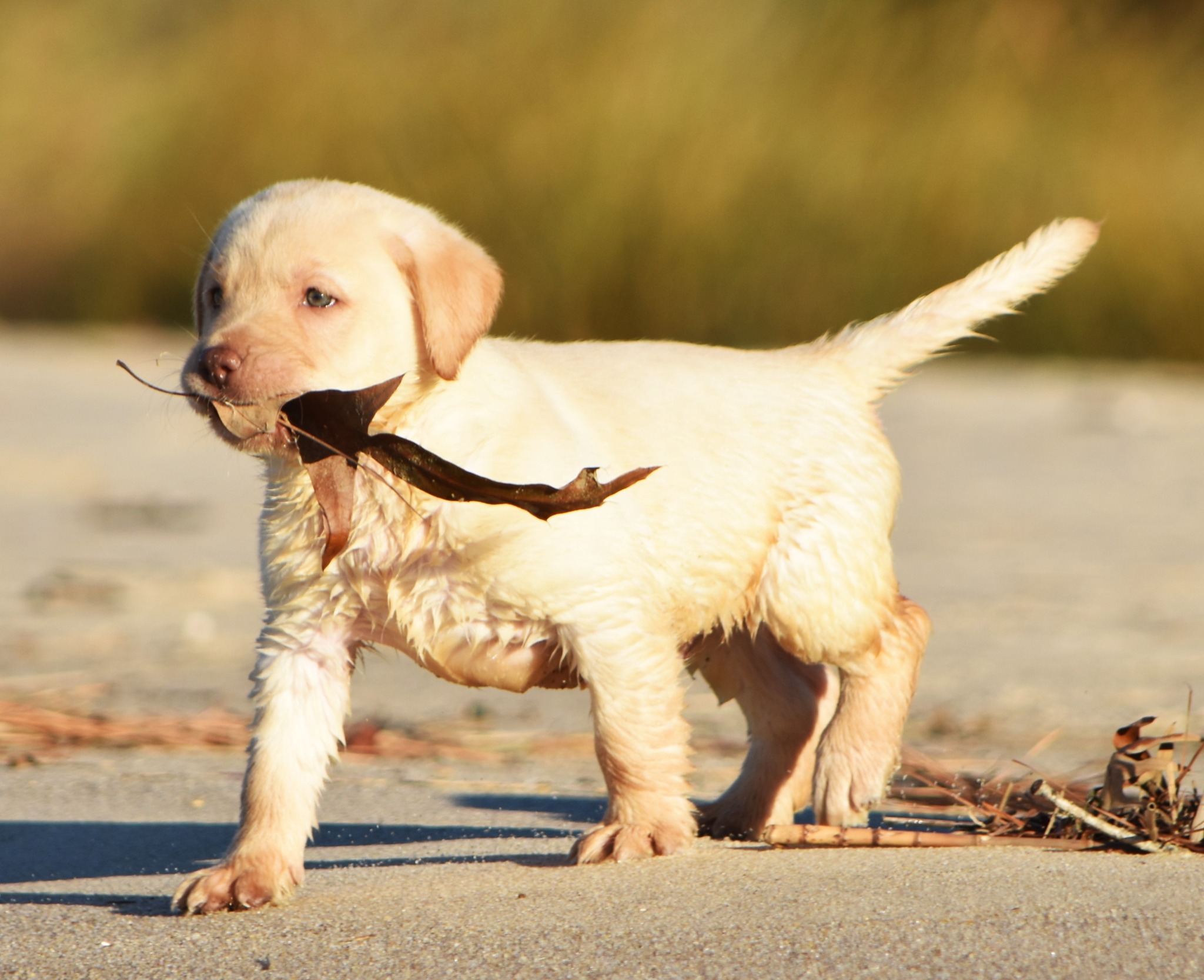 Blue Ridge Lane... - Blue Ridge Lane Labrador Retrievers