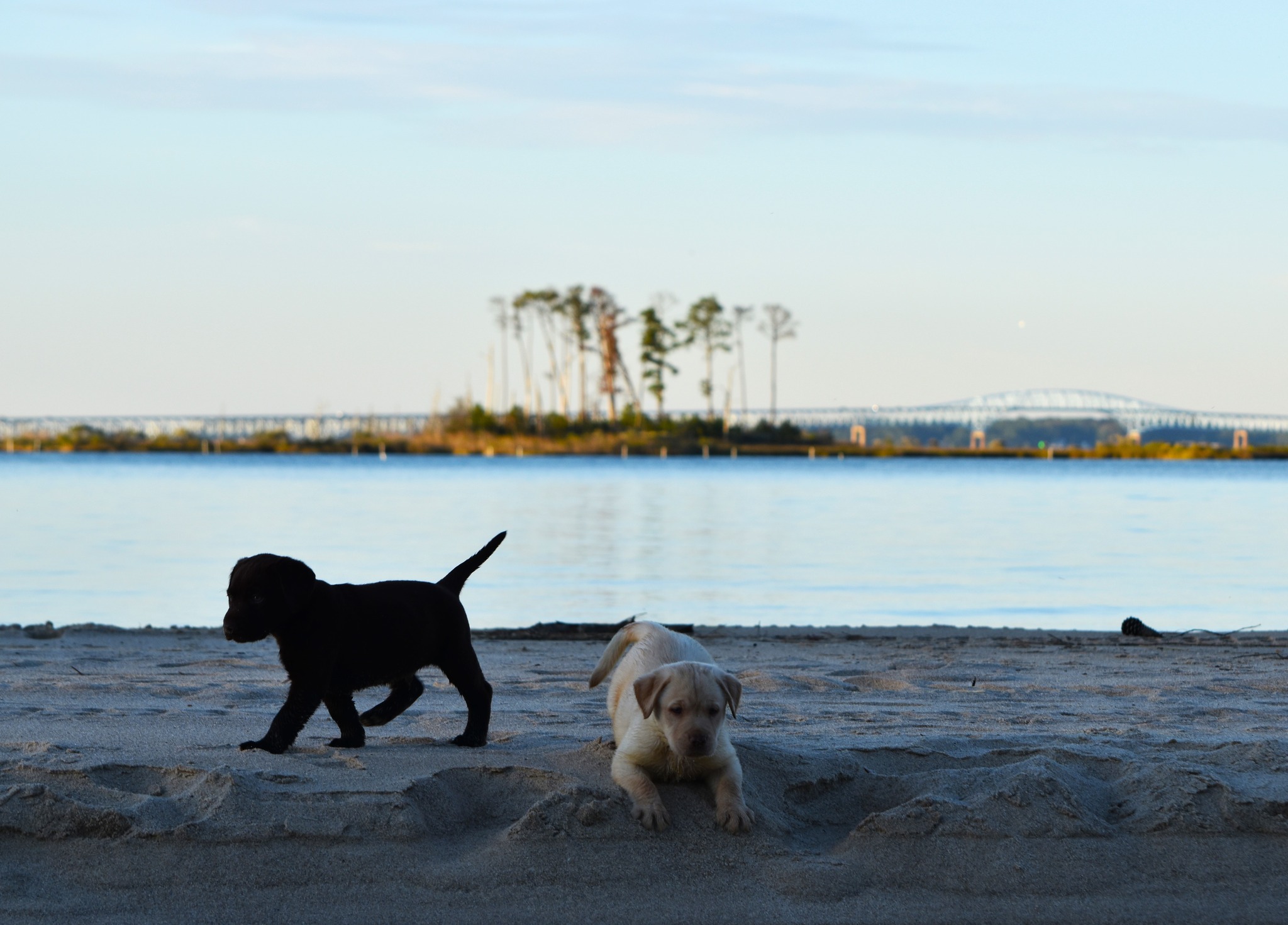 Blue Ridge Lane... - Blue Ridge Lane Labrador Retrievers