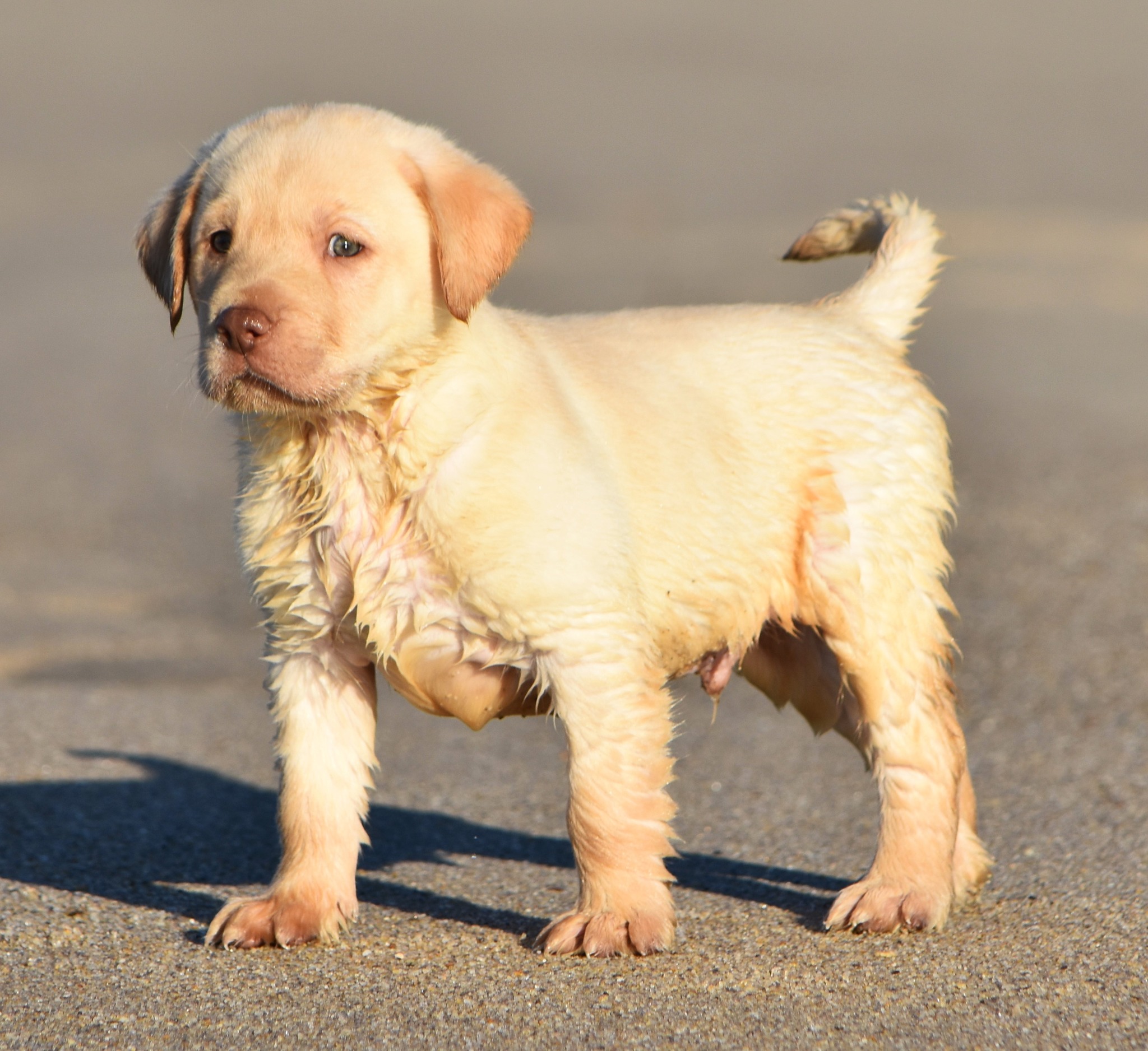 Blue Ridge Lane... - Blue Ridge Lane Labrador Retrievers