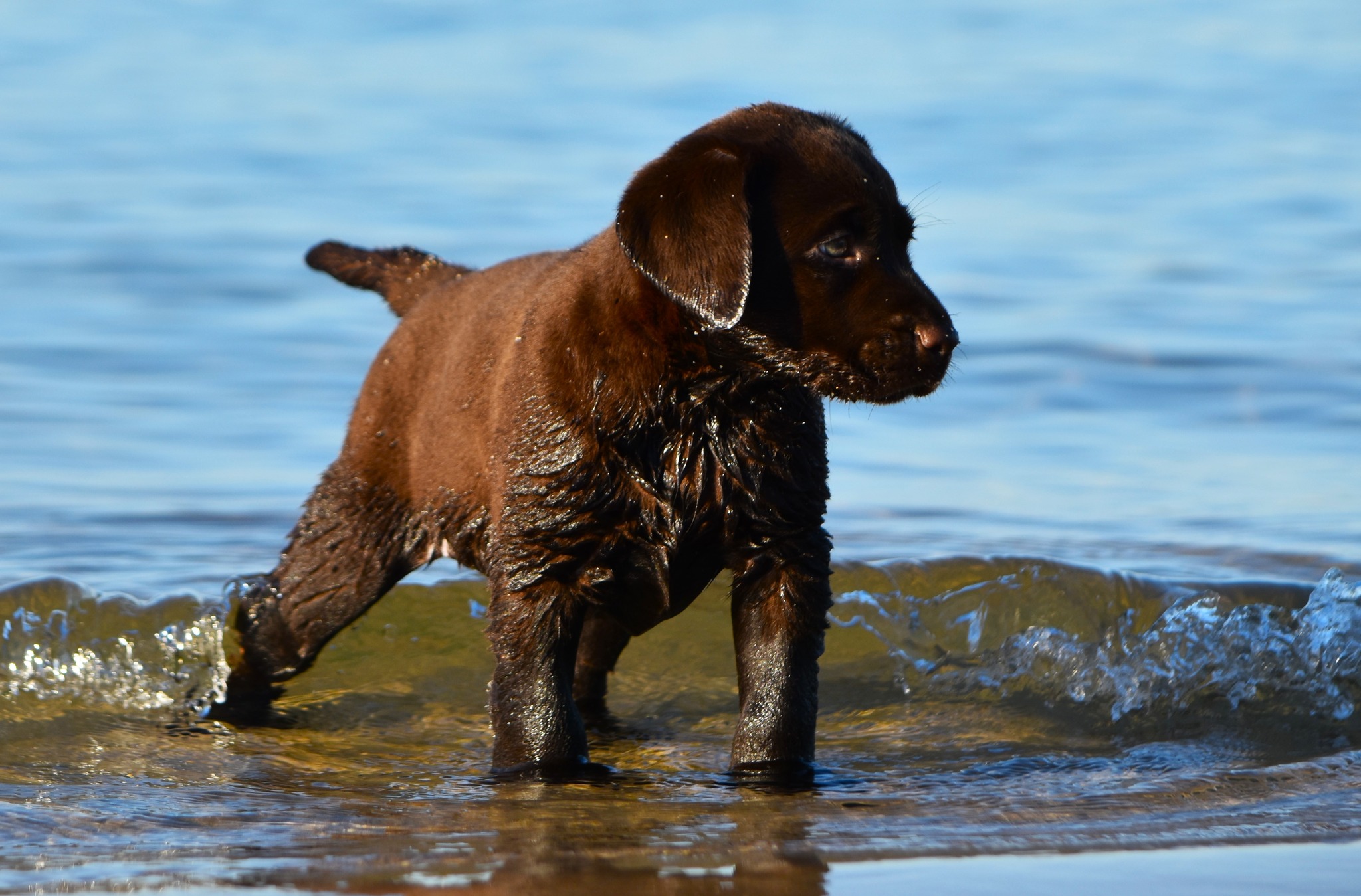 Blue Ridge Lane... - Blue Ridge Lane Labrador Retrievers