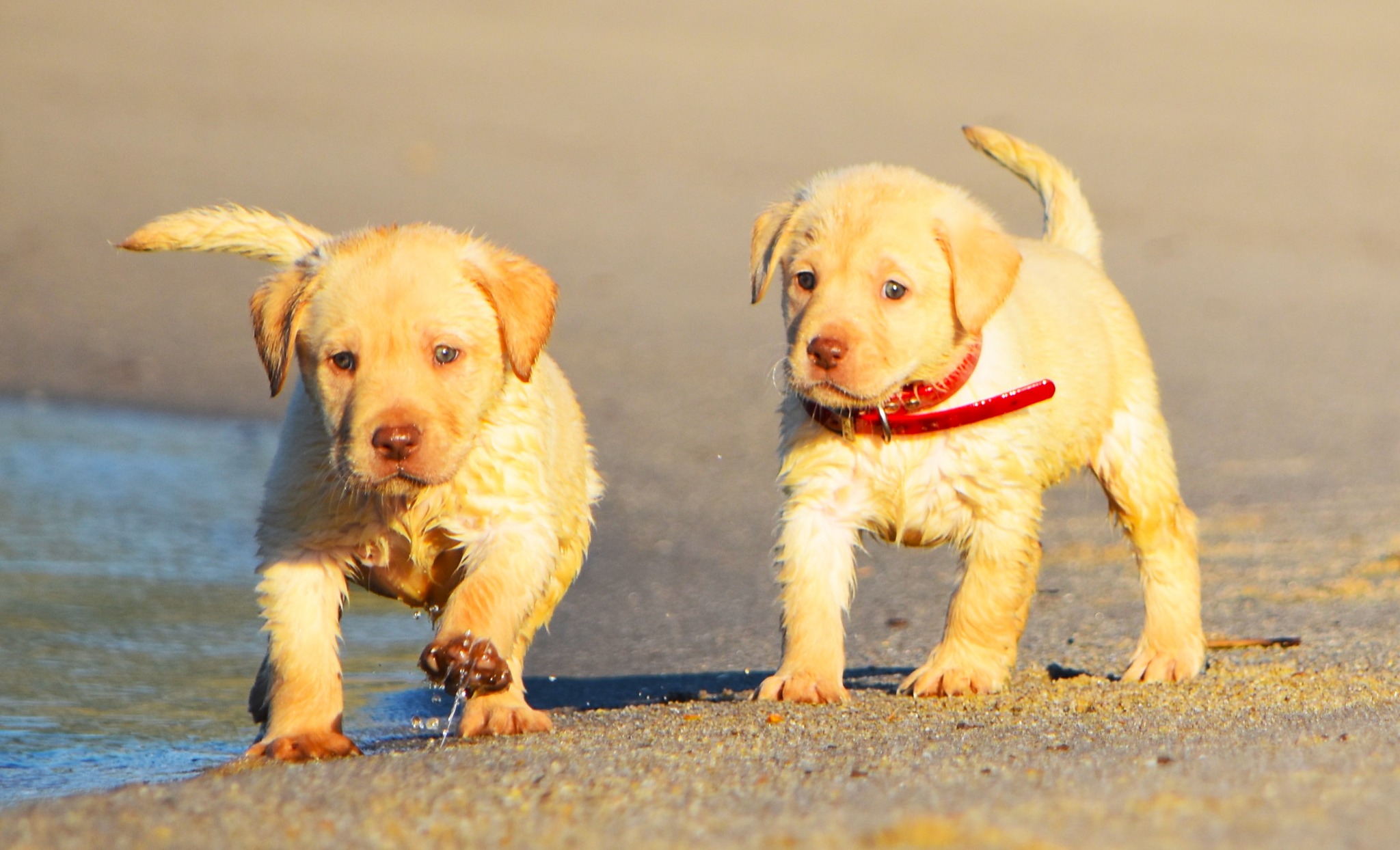Blue Ridge Lane... - Blue Ridge Lane Labrador Retrievers