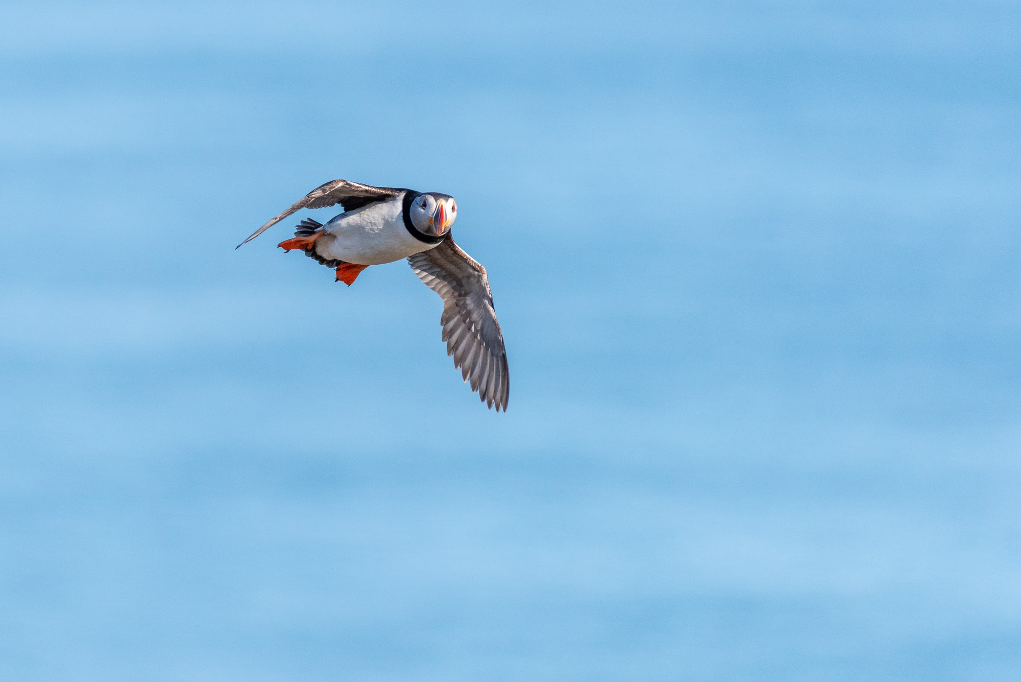 Did you know? Puffins can fly at speeds of up to 55mph with