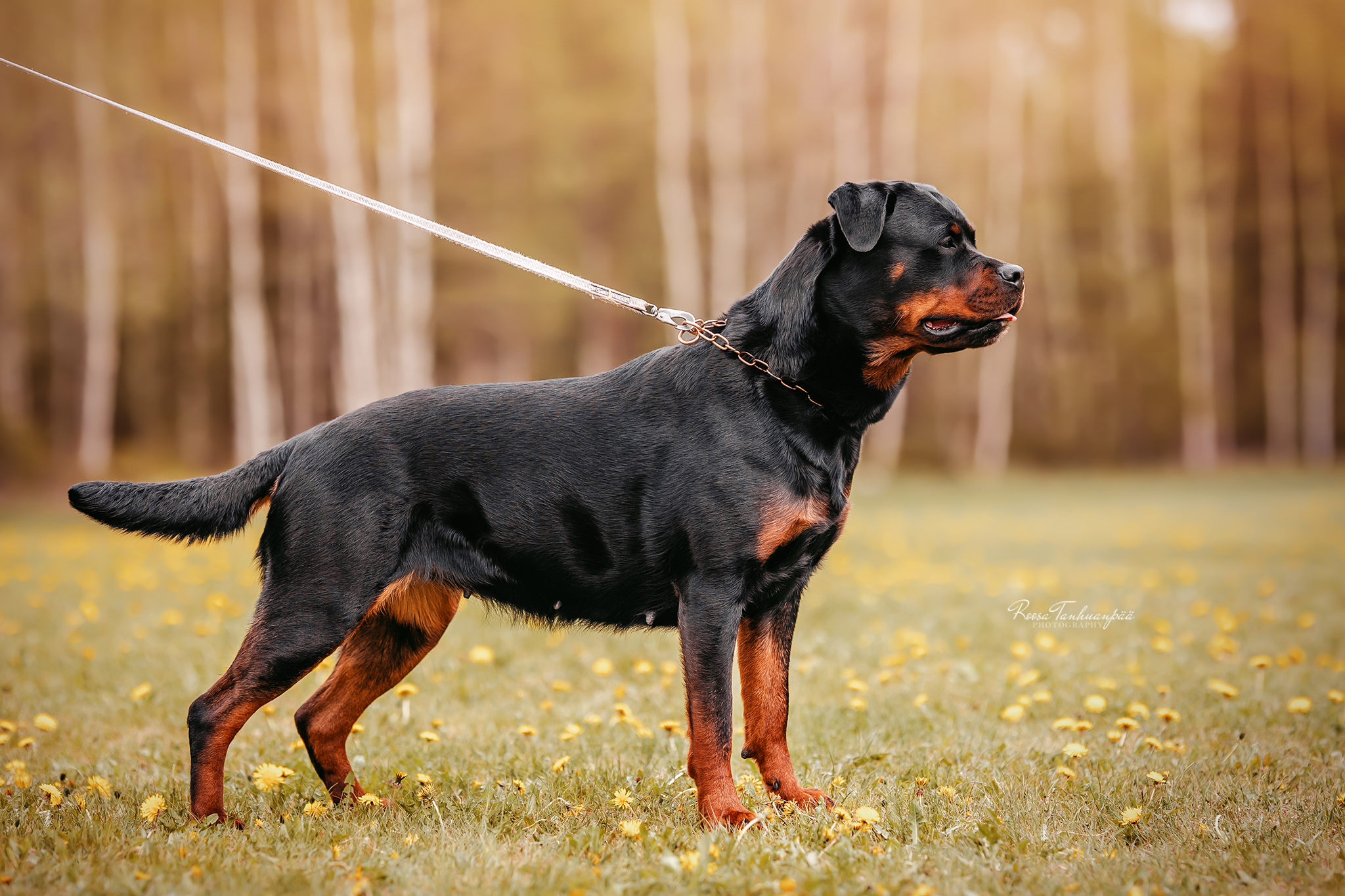 Finnmaiden's Rottweilers | Tuusula