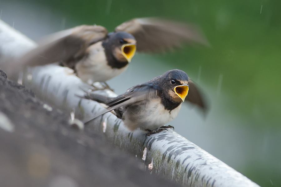 Arné Roest Natuurfotografie