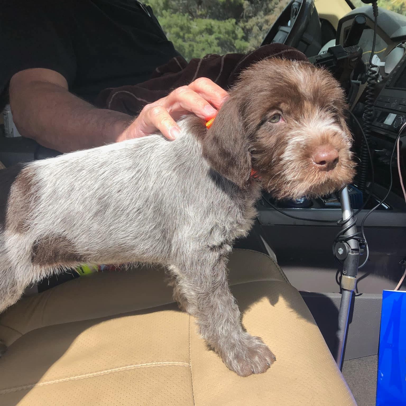 Hunting Wirehaired Pointing Griffons | Any recommendations on trimming ...