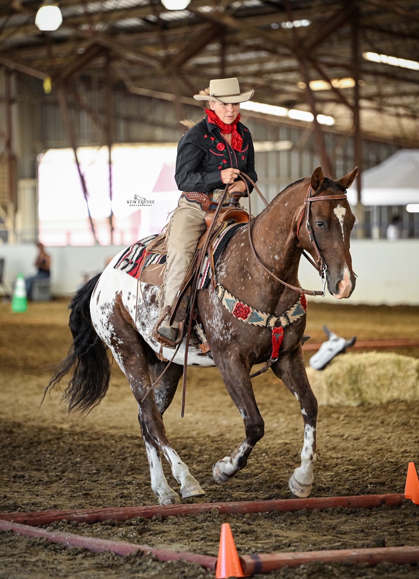 ‼️ 𝐒𝐀𝐋𝐄 𝐇𝐈𝐆𝐇𝐋𝐈𝐆𝐇𝐓 ‼️... - Billings Livestock Horse Sale | Facebook