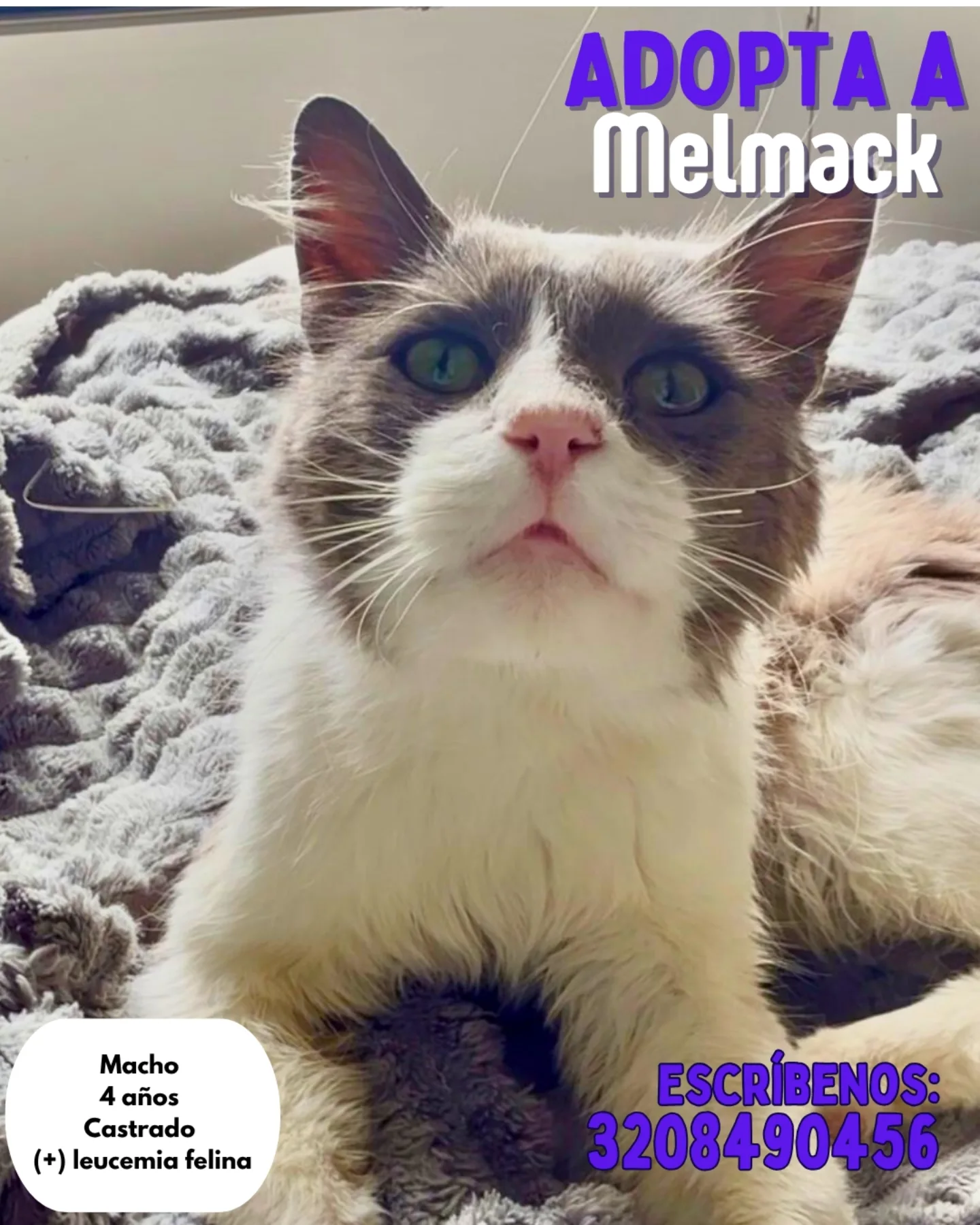 Doc - 🐾💙 Melmack busca su hogar ideal 💙🐾 Melmack es un gato de 4 años ...