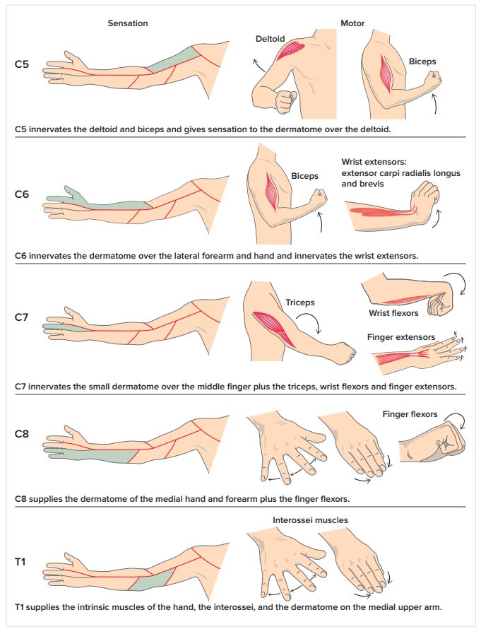 Stanford - Shared by Dr. Abdullah Terkawi, this graphic shows how the ...