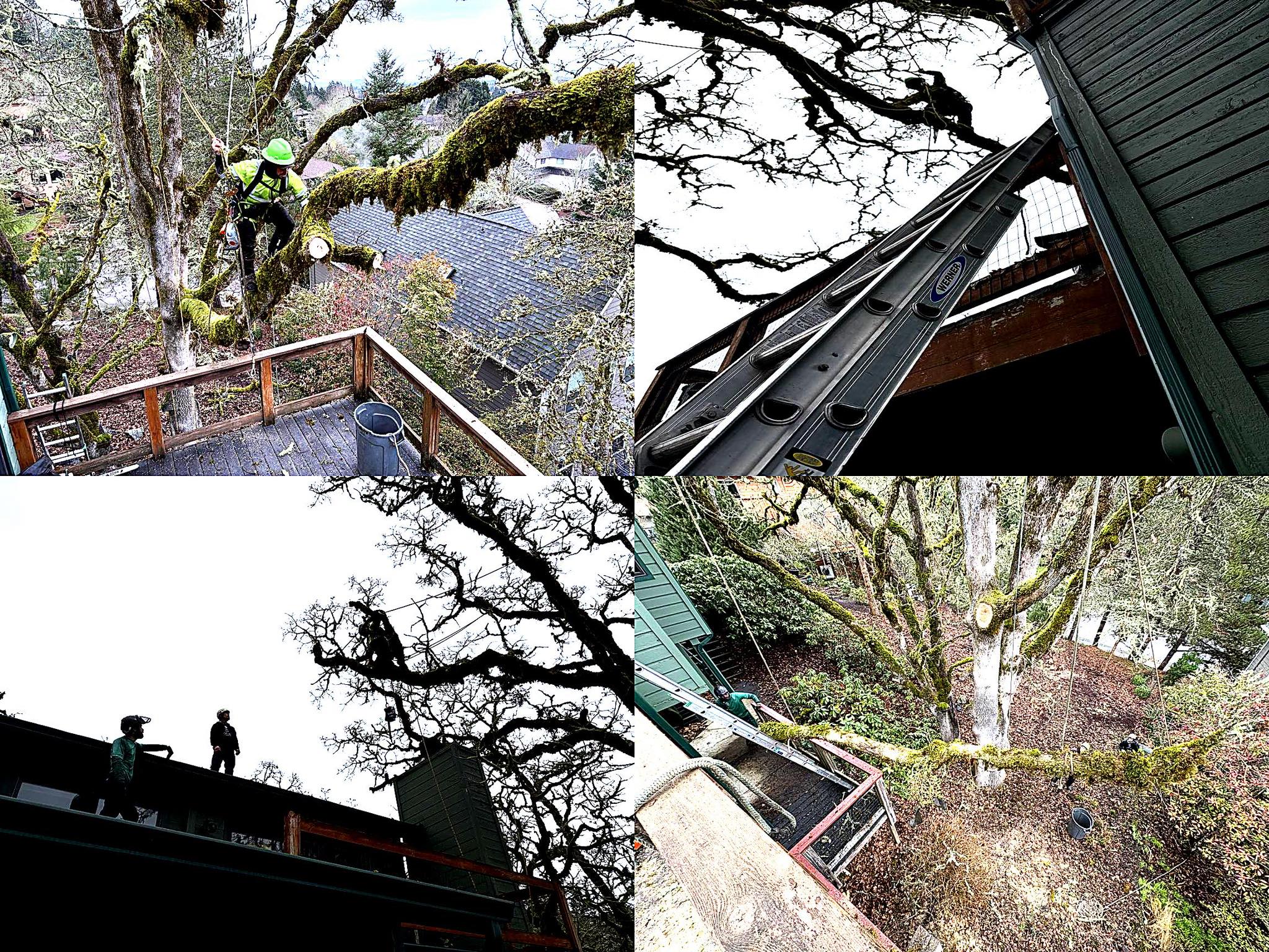 Top Tier Tree Care | Jefferson OR