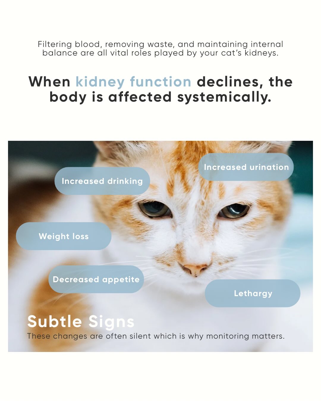 Cat Urination Problems And Weight Reference: The Cat Clinic The Cat Clinic Added A New Photo