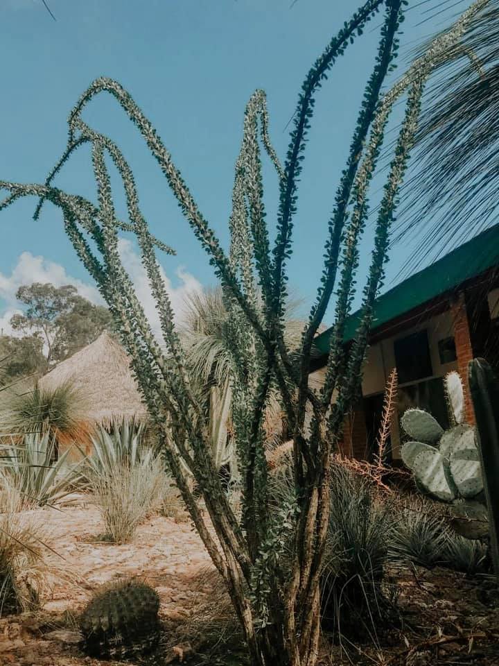 La Fouquieria splendens de nombre... - Concyteq Querétaro