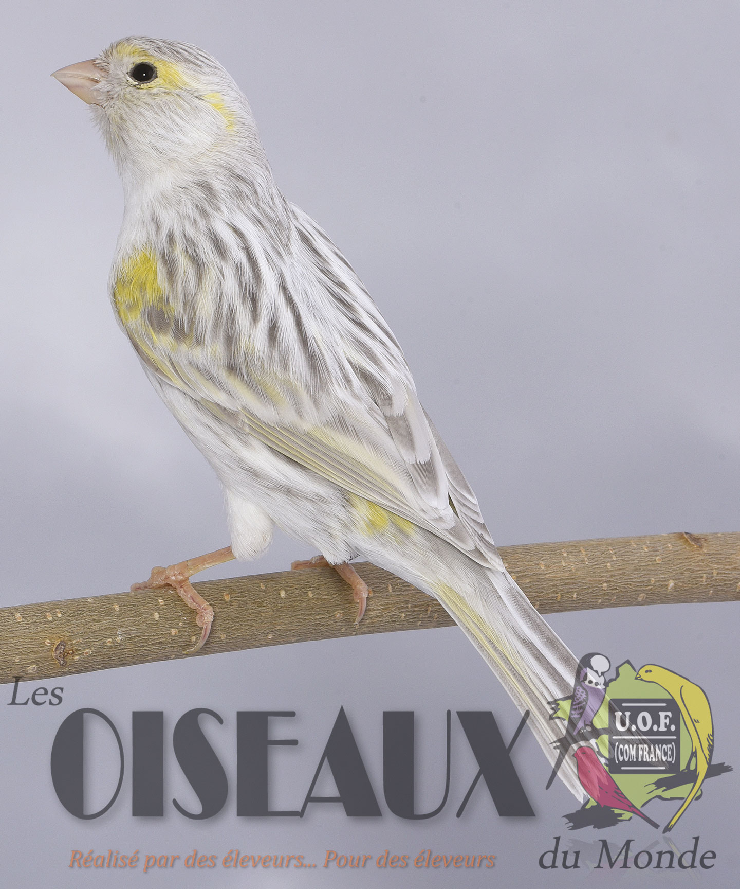 Union Ornithologique de France - COM France