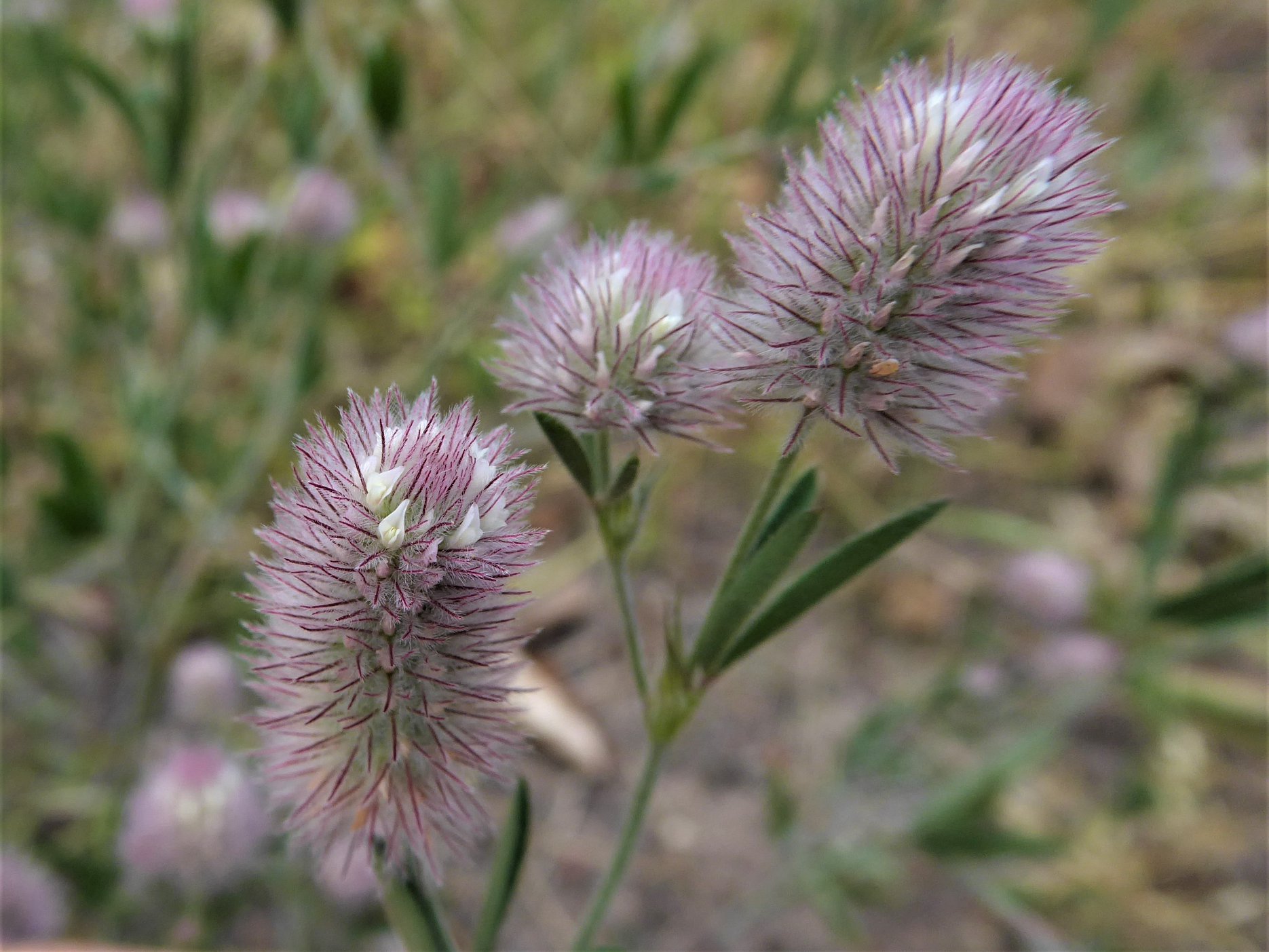 Der heimische Hasenpfoten-Klee, Trifolium arvense Muss ich den Namen erklären?
