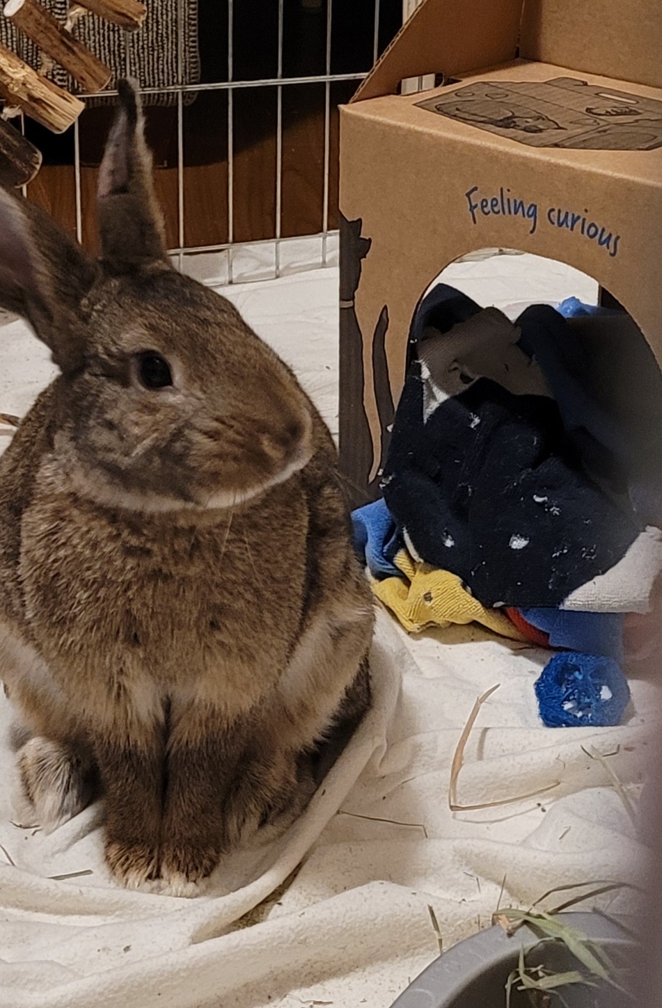 BC - ️ Meet Otter! Otter is a young rabbit with a big heart and an even ...