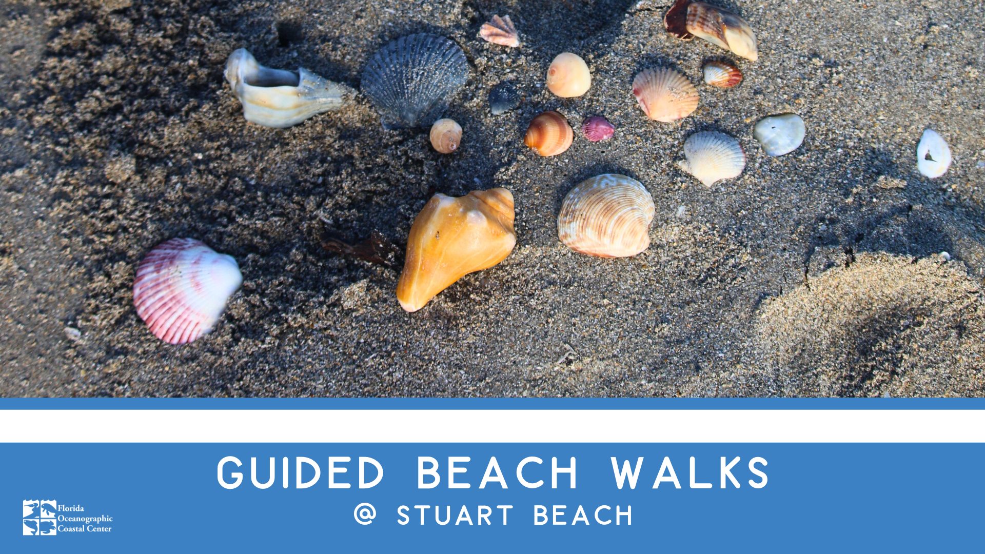 Guided Beach Walks