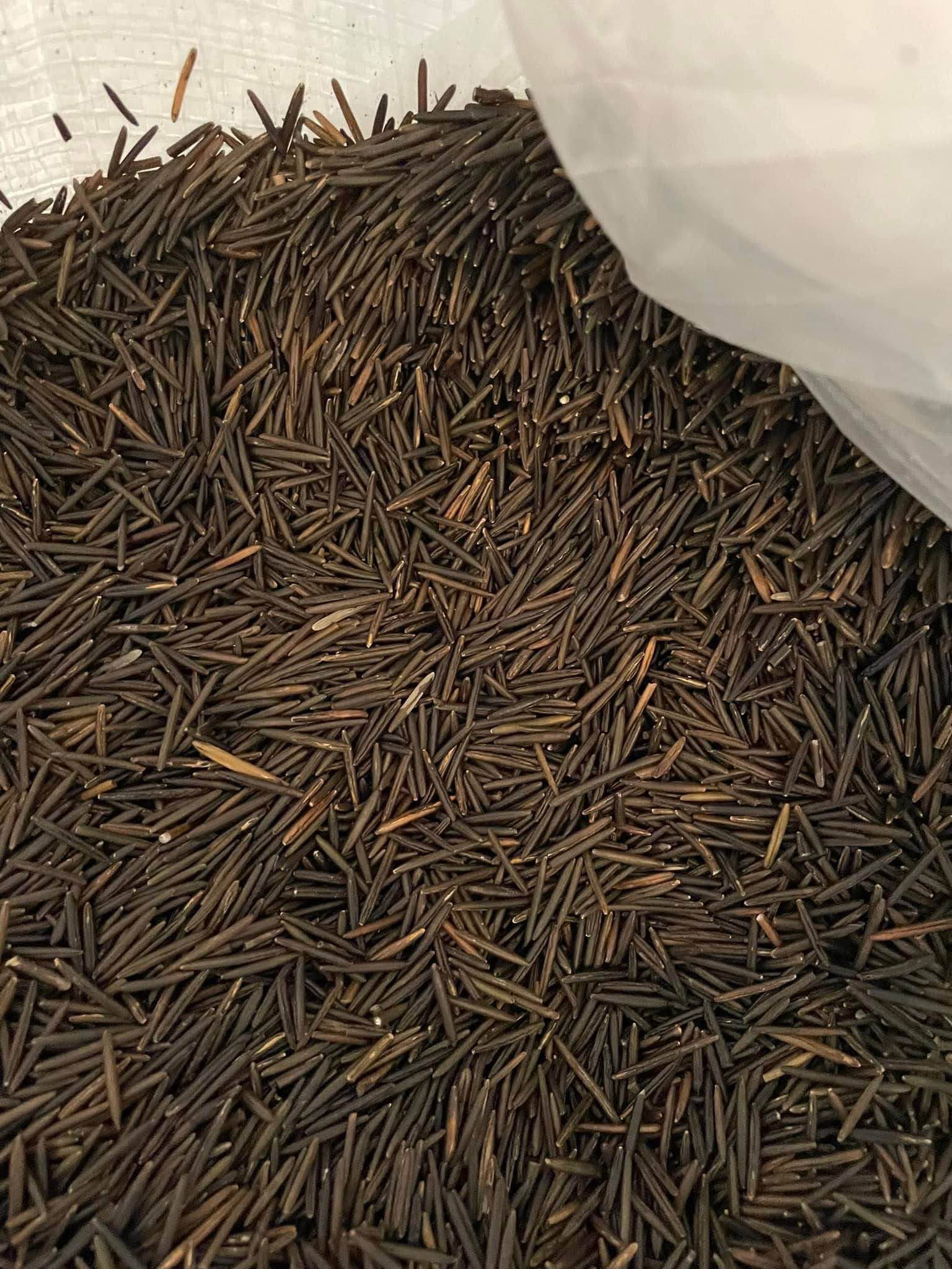 Sask Grown Wild Rice - Plants, Seeds & Bulbs - Prince Albert ...
