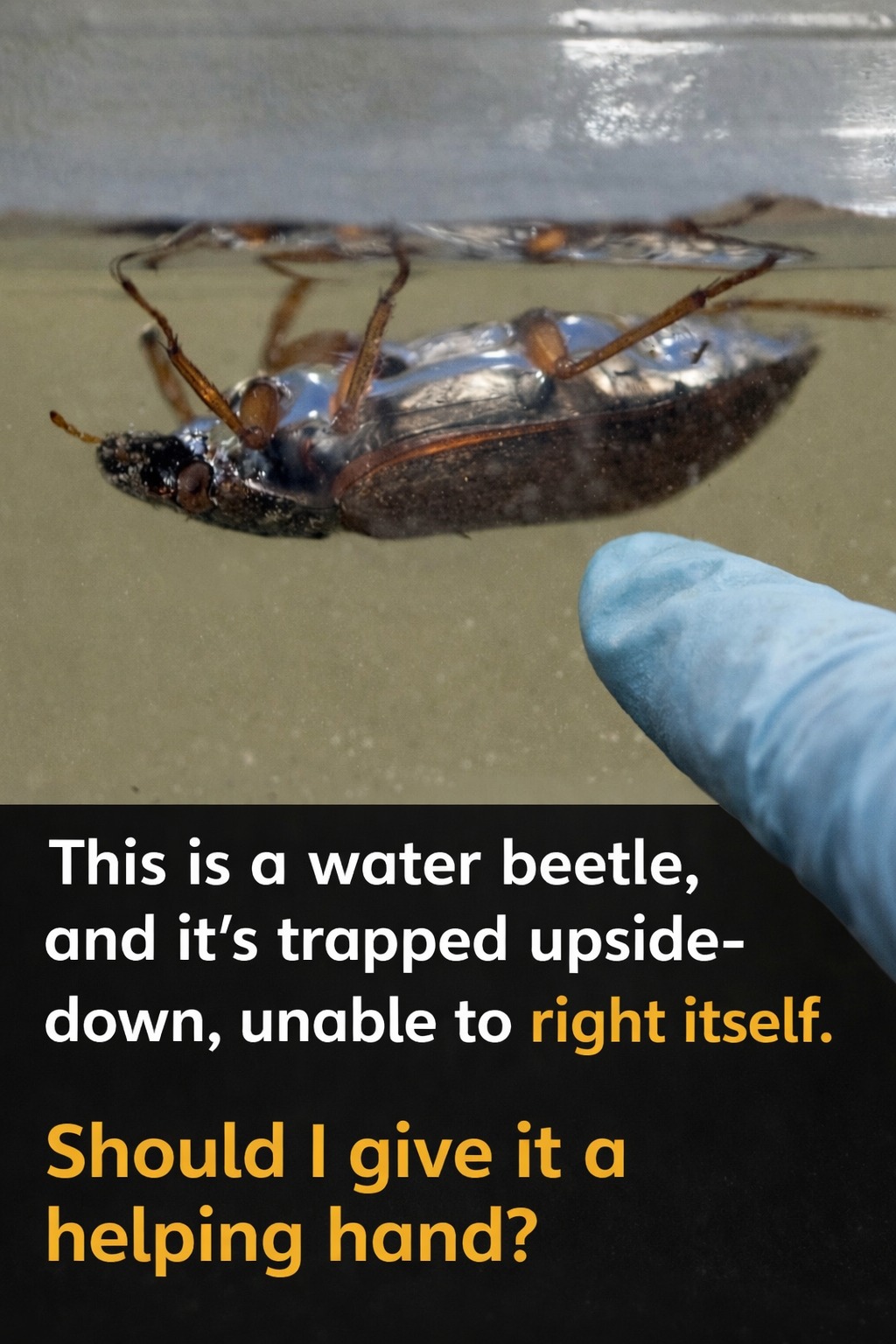Wild - This insect is known as a water scavenger beetle, and its ...