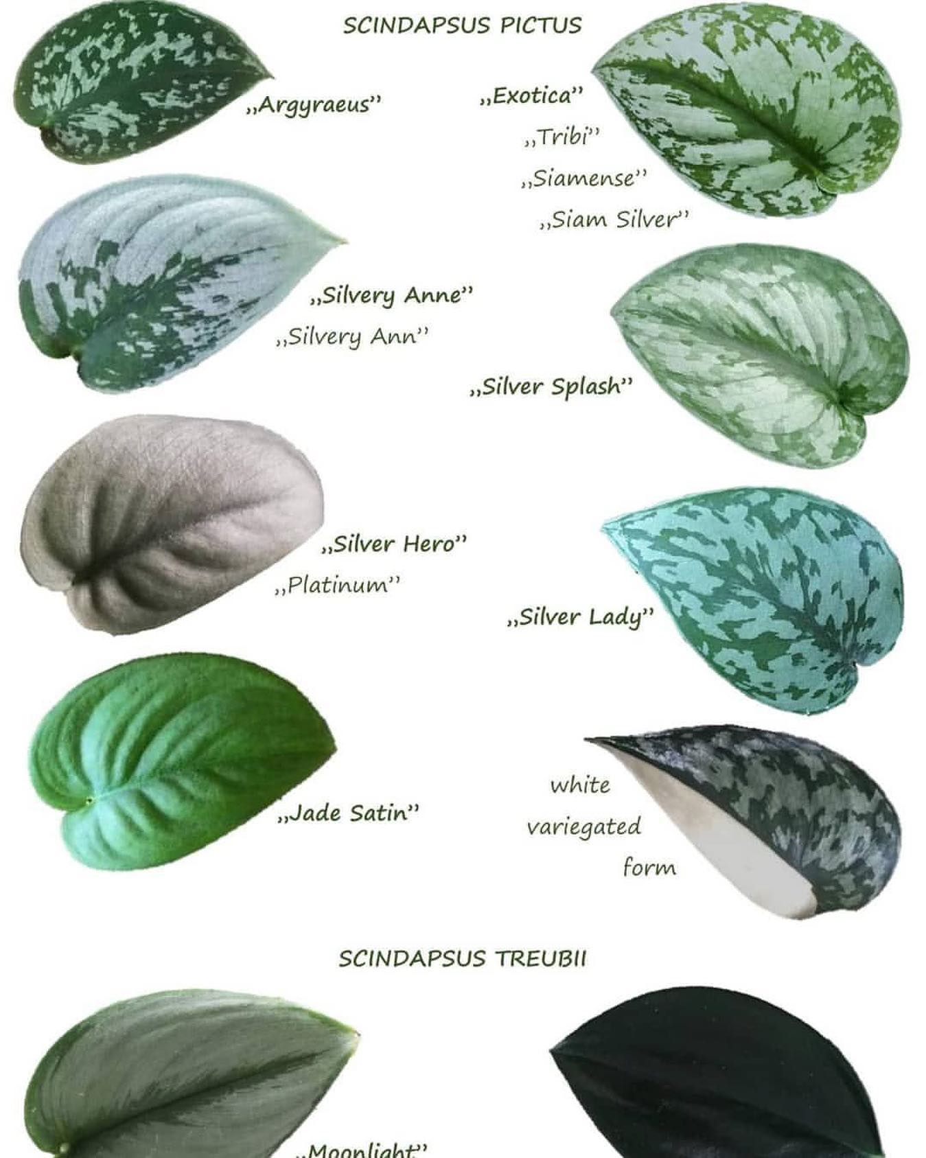Scindapsus Chart 🤍🖤🌱 ซินแดปซัสชาร์ต... - Vermillion Plant | Facebook