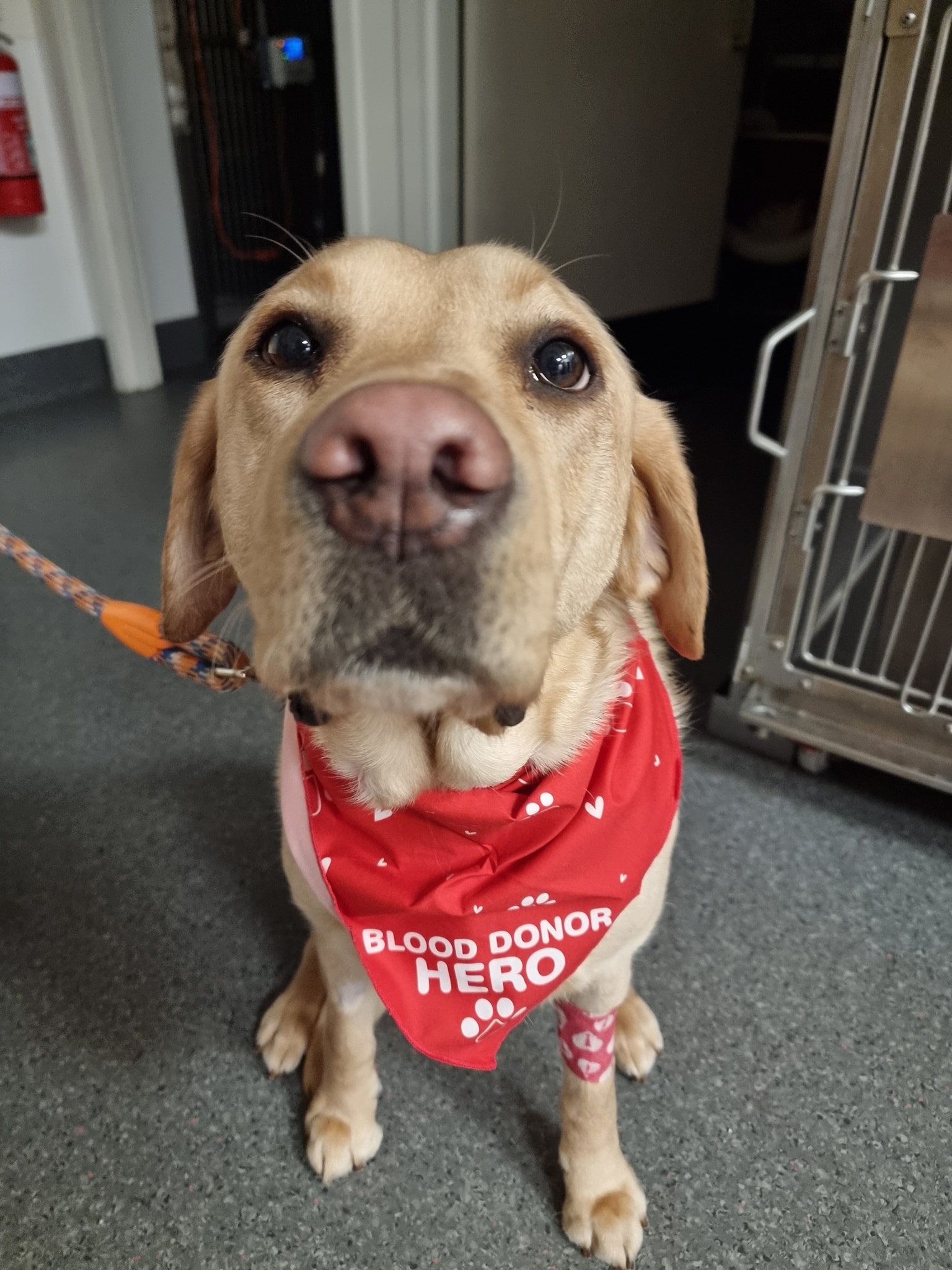 Eltham - 🌟 Clinic Hero Alert! 🌟 Meet Gemma—Dr Jess’s beautiful dog and ...
