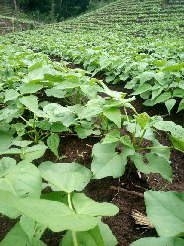 Organic soybeans for sale in bulk 25 lb. bag at PHG