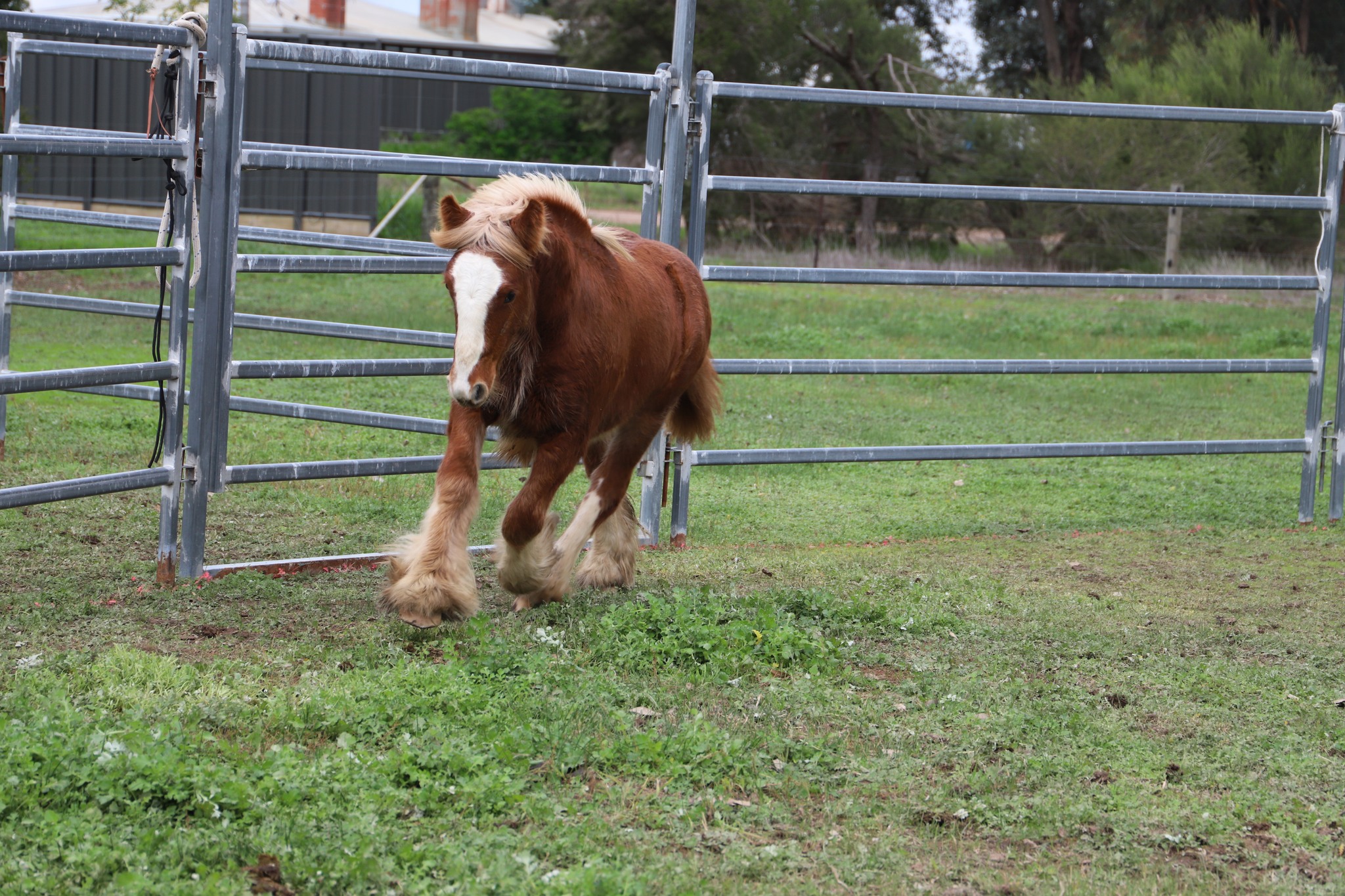Olsen Park More Chilli Purebred Gyspy Cob Colt 14/09/2025 EHM 13.1