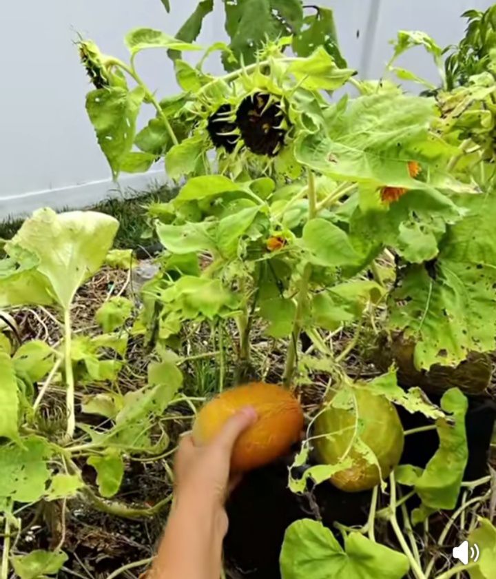 Help me identify this fruit??