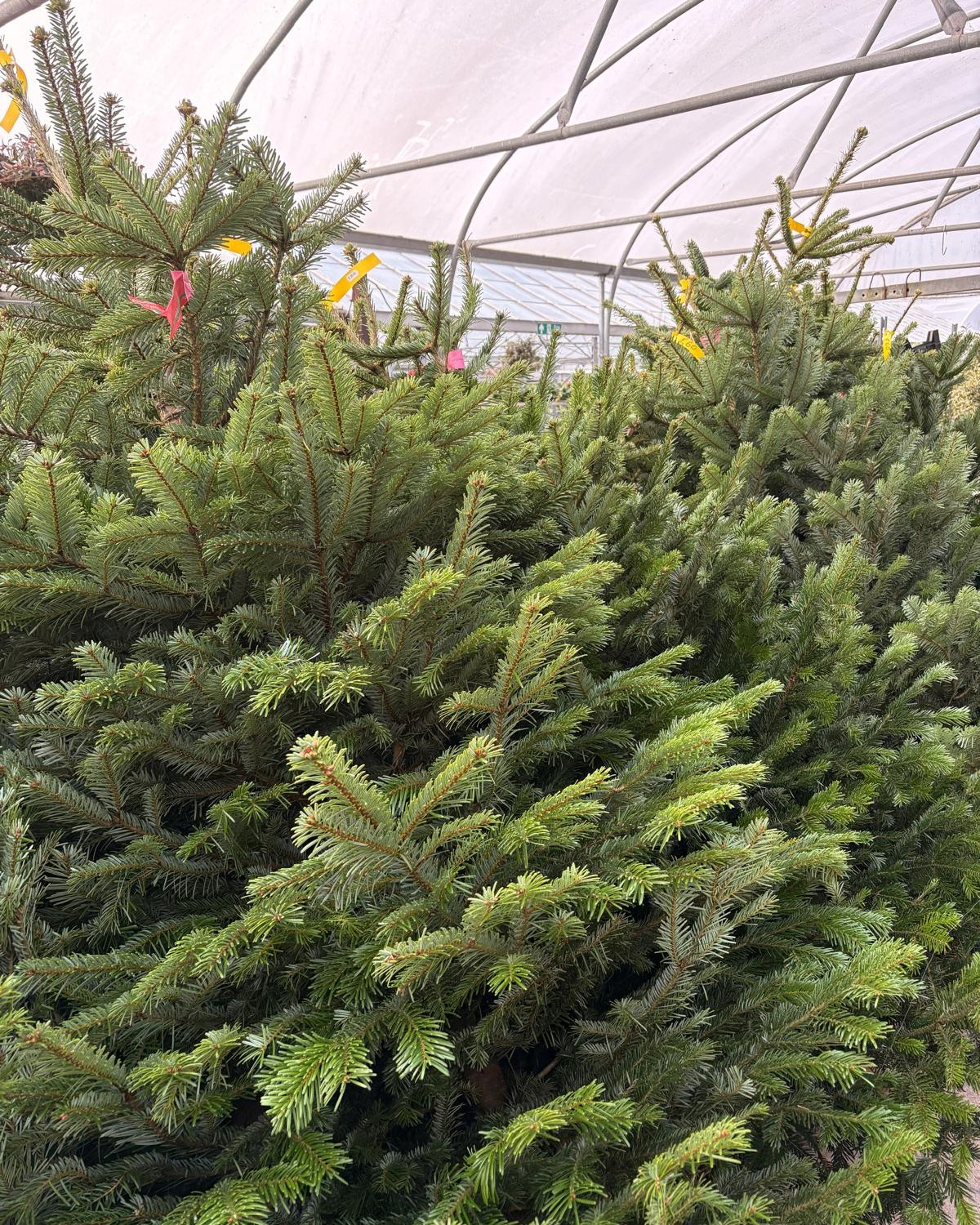 Clent Nurseries - 🌲 Real Christmas trees are in stock... | Facebook