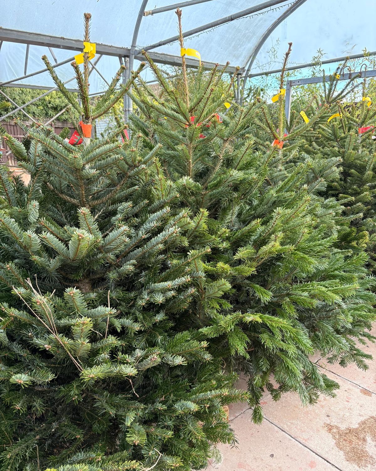 Clent Nurseries - 🌲 Real Christmas trees are in stock... | Facebook