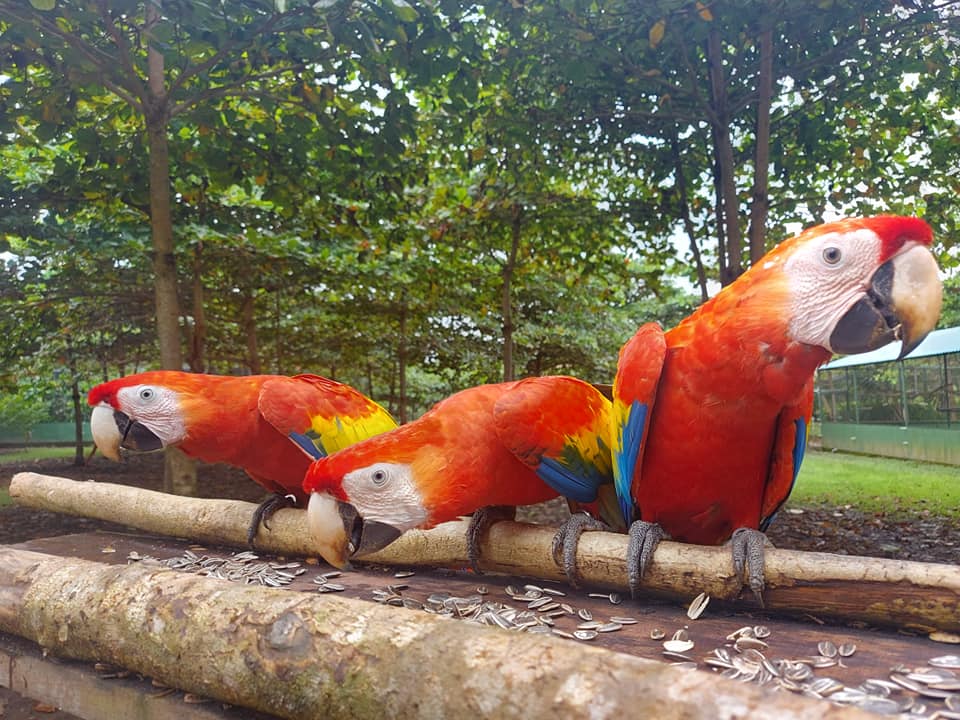 Picture Idea: Macaw