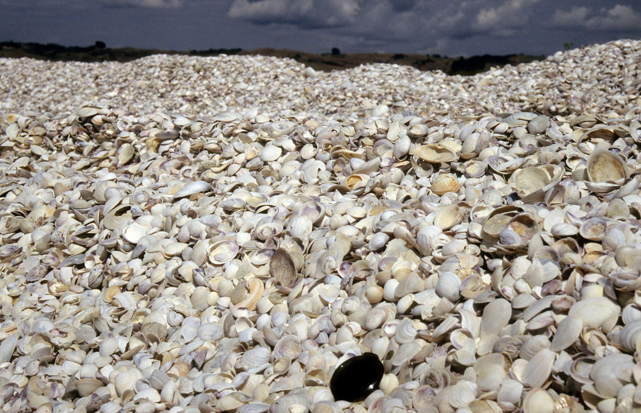 PastMasters - Shoal Bay, Darwin, with its giant shell...