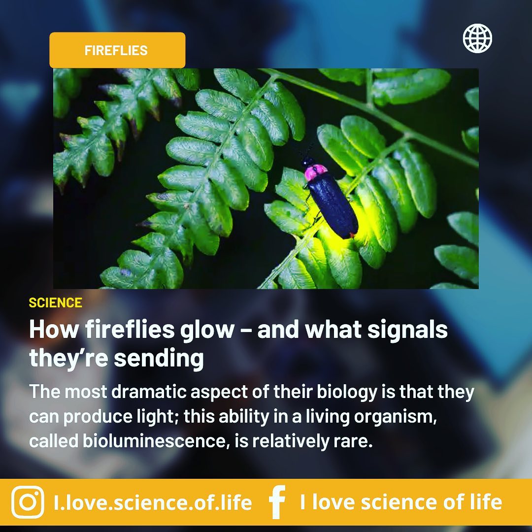 Fireflies produce light in... - I love science of life | Facebook