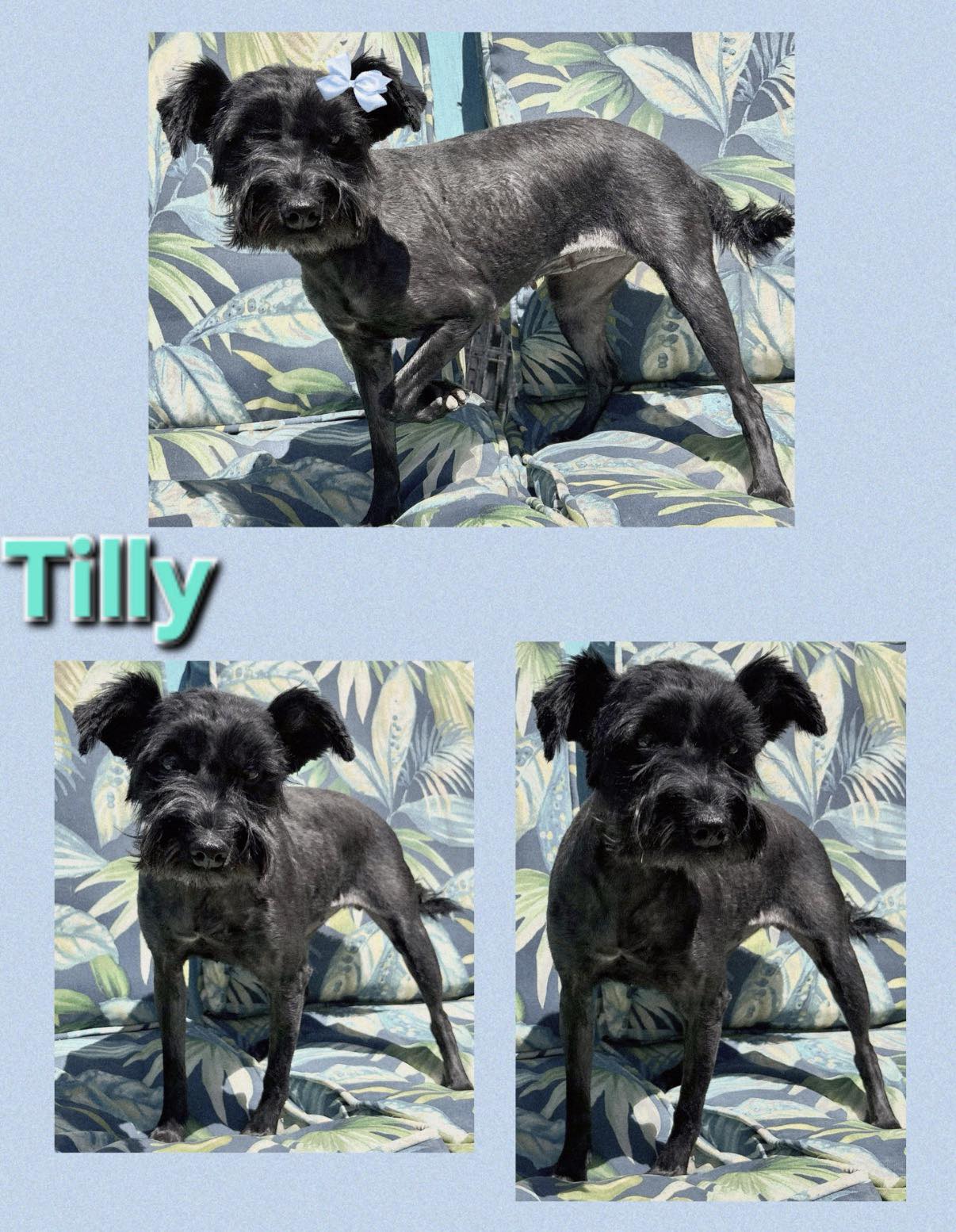 SUNSEA サンシー 19AW POODLE TURTLE プードルタートル 🌸 Meet Tilly! 🌸 🐾 2 Years Old 🐾 Female 🐾 Schnauzer/Poodle Mix
