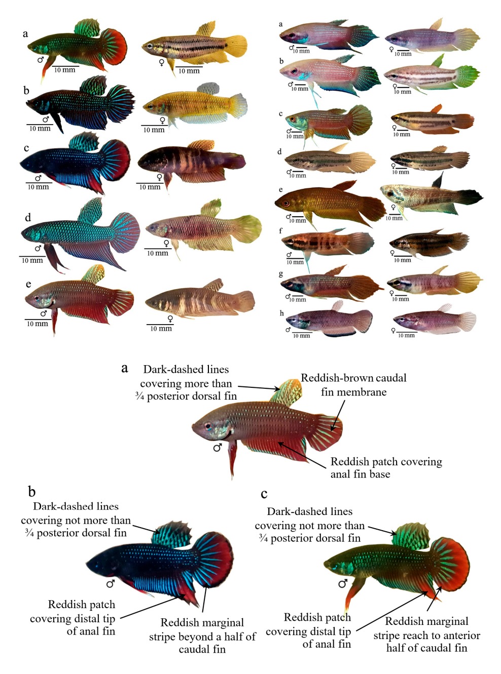 ローズ・インセクト・トライブ 5タイトル Researchers present a morphological revision of the thirteen wild