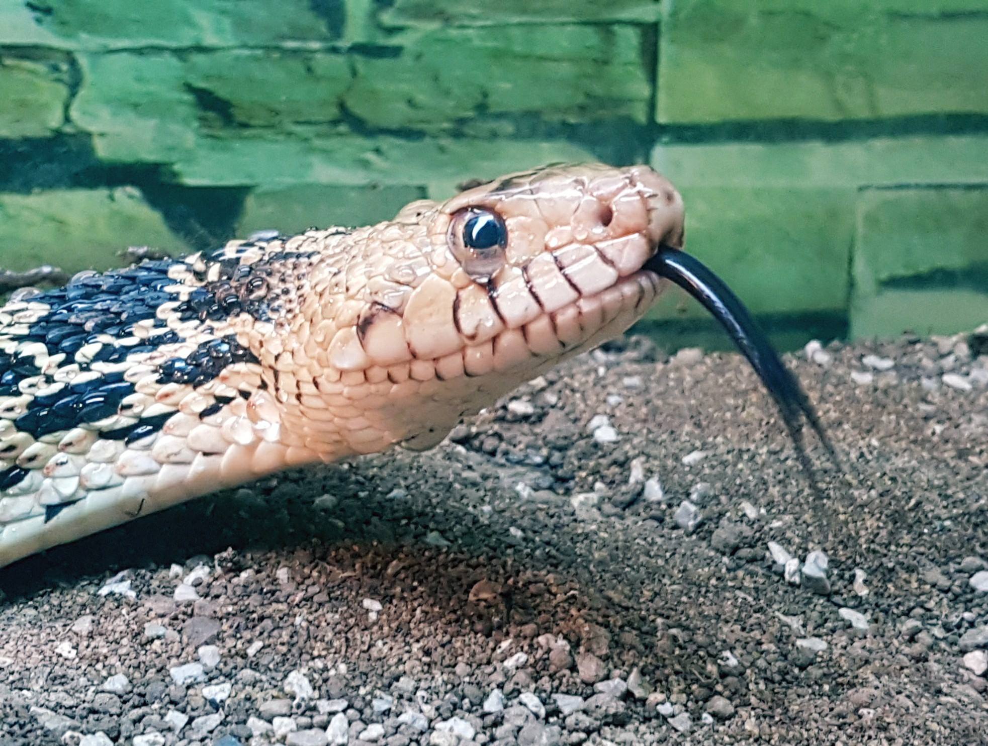 Proexotics - The American bull snake is one of our...