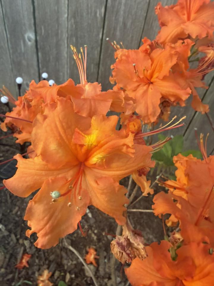 Morris Nursery - Morris Nursery added a new photo.