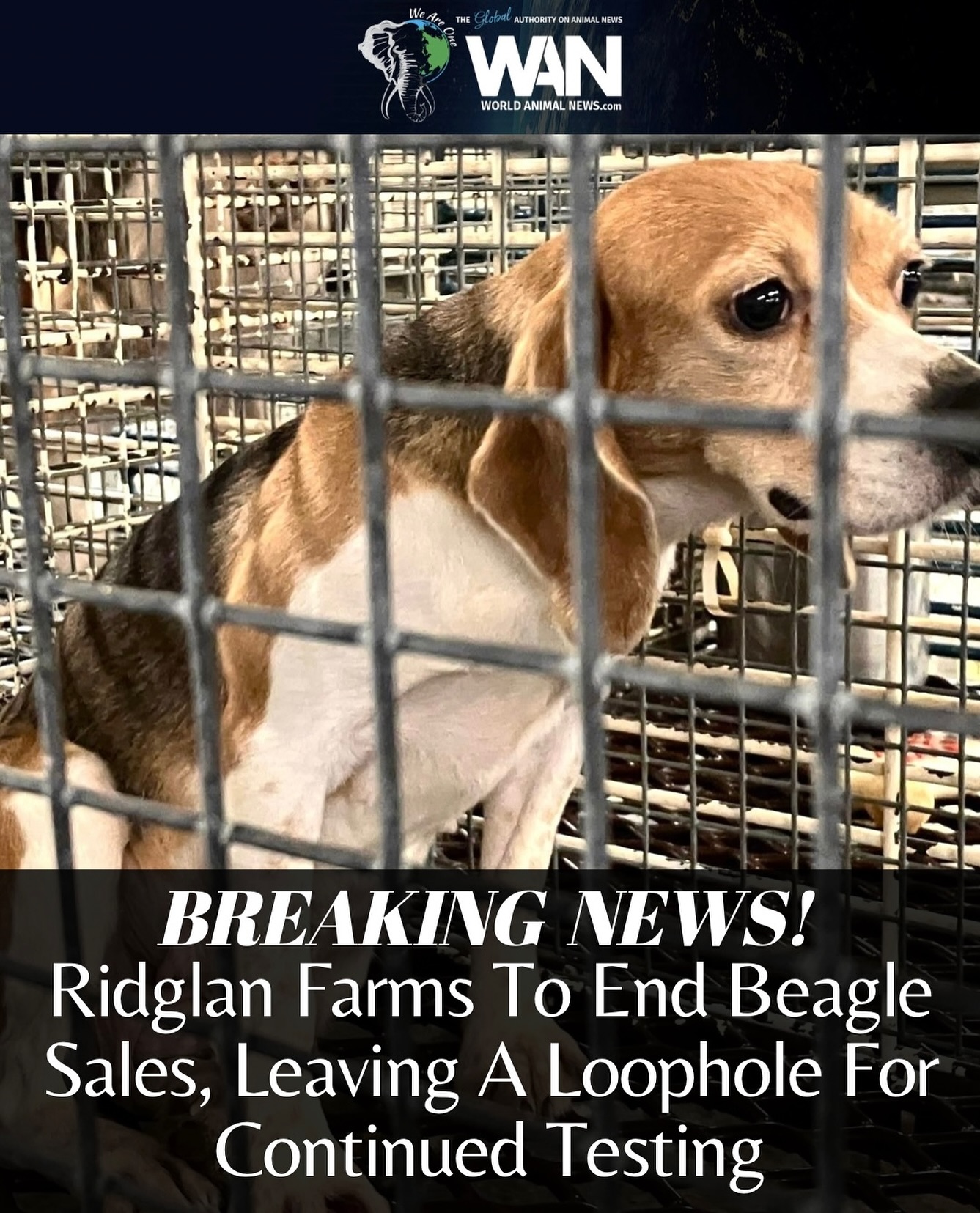 World - After years of documented cruelty, Ridglan Farms, in Blue ...