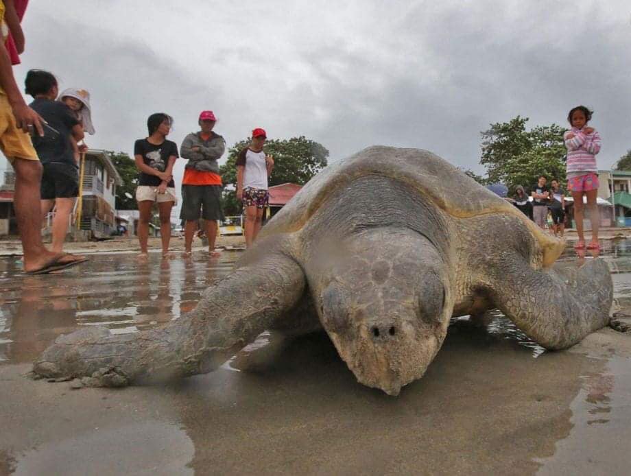 A sea turtle was washed ashore at the... - Visayan Khronika | Facebook